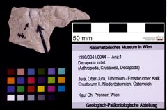 Foto (Objekt + Etiketten) von Decapoda indet. (NHMW-GEO-1990-0041-0044)